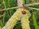 Natur